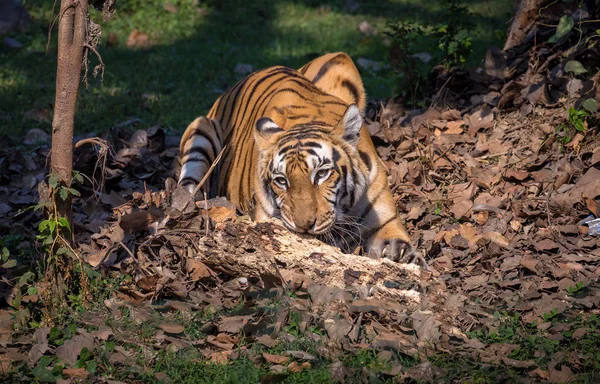 Bengaalse tijger in de omgeving van een natuurlijke habitat. — Stockfoto