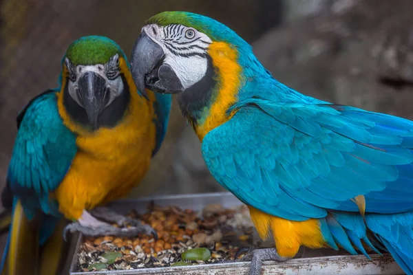 Uccelli di ara gialla blu che mangiano frutta in un santuario per uccelli in India . — Foto Stock