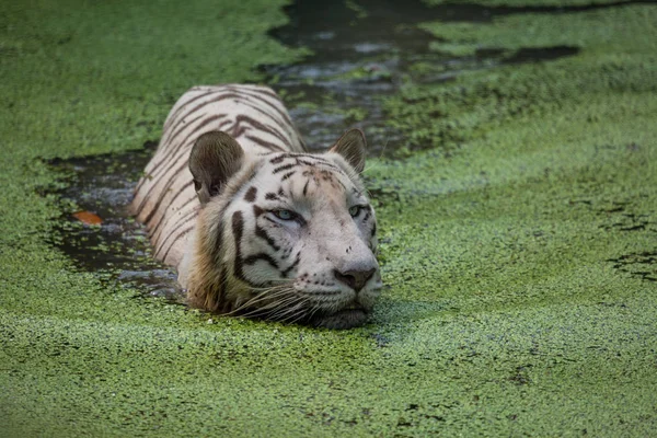Tigre blanco medio sumergido en aguas pantanosas en la reserva de tigre de Sunderban, India . — Foto de Stock