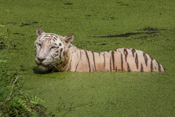 White tiger half submerged in the water of a swamp at Sunderban tiger reserve, India. — Stock Photo, Image