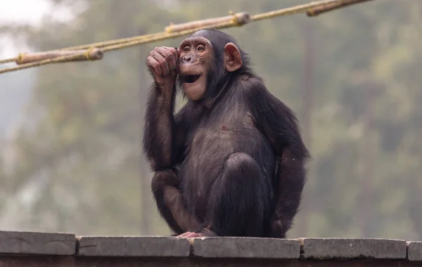 Χιμπατζής κάνει μια αστεία έκφραση στο καταφύγιο άγριας ζωής στην Ινδία. — Φωτογραφία Αρχείου