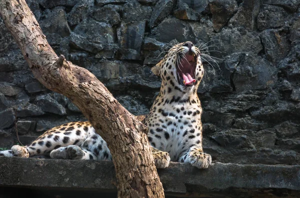 A male Indian leopard yawns in his confinement at a wildlife sanctuary in India.