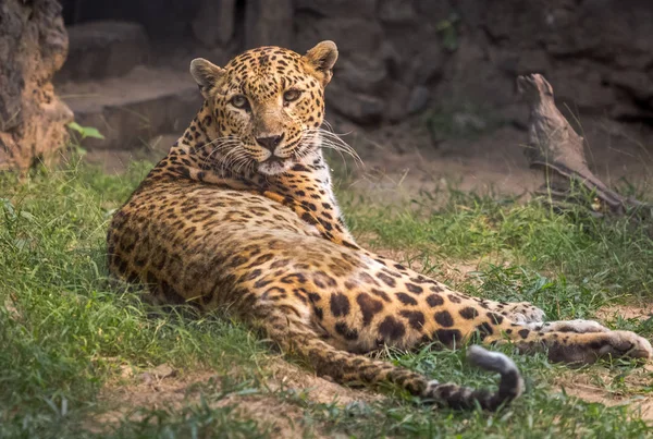 Leopardo indiano riposa nel suo confinamento in una riserva animale e faunistica in India . — Foto Stock