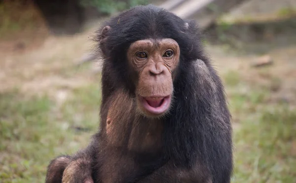 Baby шимпанзе в крупним планом на тварин святилище в Індії. — стокове фото