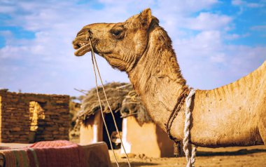 Deve Jaisalmer Thar Çölü Rajasthan, Hindistan 'da bir köyde yakın görünüm