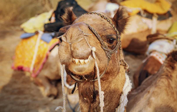 Camel Usado Para Safári Turístico Close Cabeça Vista Tiro Tiro — Fotografia de Stock