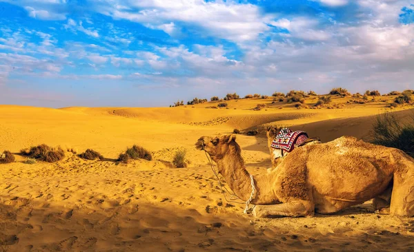 Kamelen Bij Thar Woestijn Jaisalmer Met Uitzicht Zandduinen Bij Rajasthan — Stockfoto