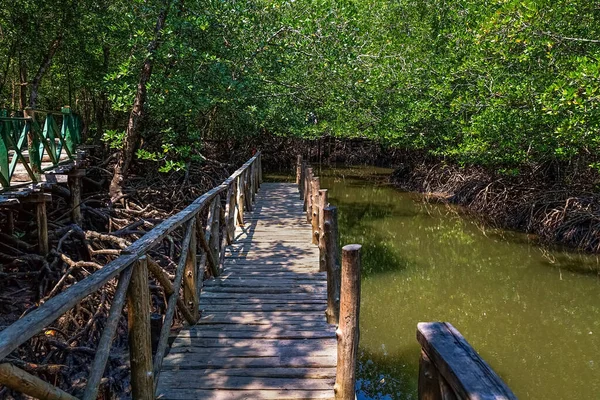 Mangrovensumpf Mit Holzsteg Auf Der Baratang Insel Andaman Indien — Stockfoto