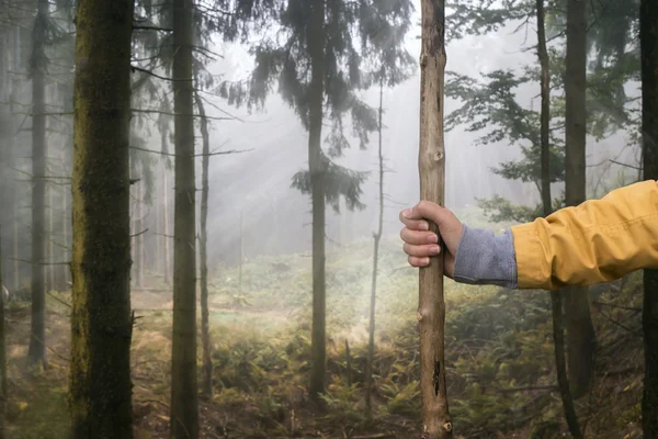 Walking in the forest with hiking stick — Stock Photo, Image