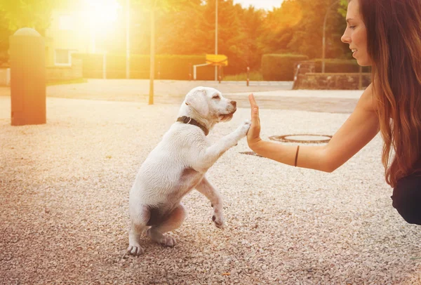 Cute little puppy giving girl High Five — Stock Photo, Image