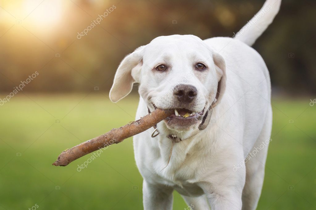 Young Labrador Retriever dog playing with stick — Stock Photo