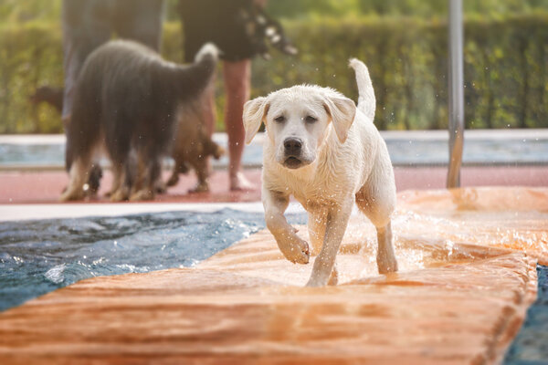 young dog running over the water in a swimming pool