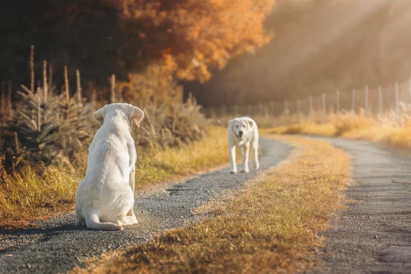 Dwa słodkie szczeniaki labrador pies na polu jesienią — Zdjęcie stockowe