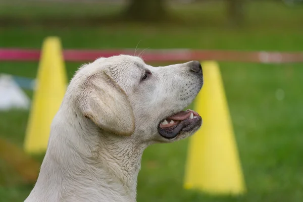 beautiful labrador dog listening to commando in school education