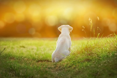 Labrador köpek yavrusu günbatımı karikatür bakışla başına çayır üzerinde