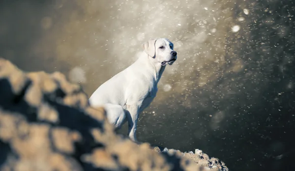 Perro labrador retriever cachorro en la colina - fondo tormentoso abstracto —  Fotos de Stock
