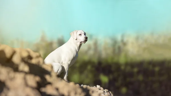 Ung labrador retriever hundvalp på en kulle — Stockfoto
