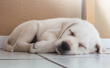 Genç sevimli labrador retriever köpek yavrusu masanın altına yatıyor