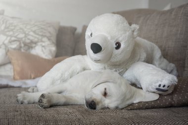 sevimli oyuncak kutup ayısı ve beyaz labrador köpek yavrusu