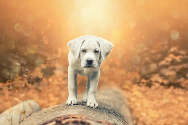 Młode małe labrador retriever pies w lesie przez zachód słońca — Zdjęcie stockowe