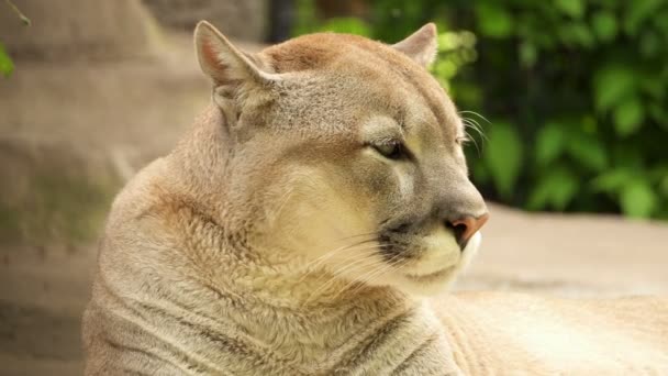 puma et cougar puma et cougar