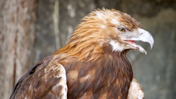 Close Up Of Golden Eagle Searching For Prey And Shrieking Predator Hunting On Mountains Background
