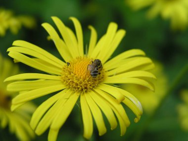 Bir arı sarı bir çiçek Doronicum grandifloru nektar toplar