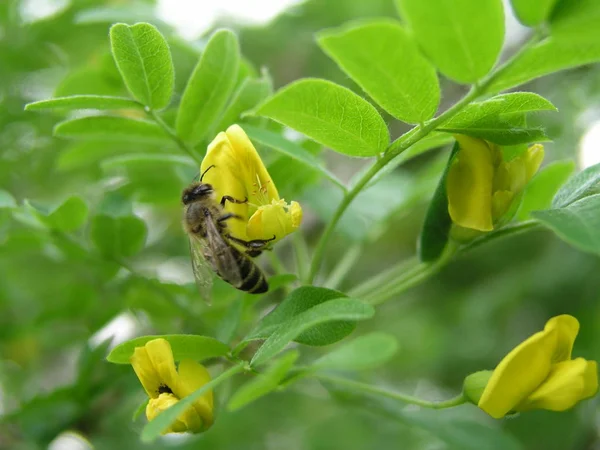 A bee collects nectar from a yellow flower shrub Caragana arbore