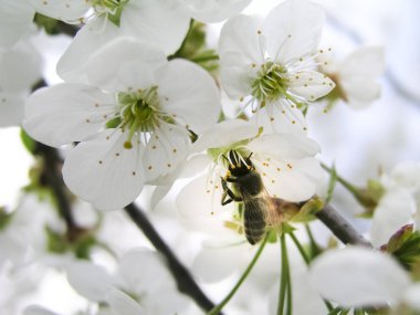 Arı polen beyaz çiçekleri kiraz ağacından toplar..