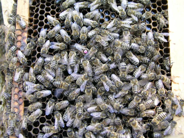 Breeding queen bee with a label on its back — Stock Photo, Image