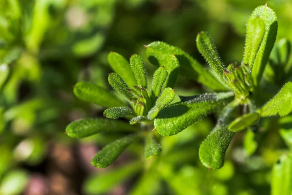 Galium aparine satırlar, clivers, goosegrass, catchweed, stickyweed, robin Çalıştır hedge, yapışkan willy, yapışkan söğüt, stickyjack, stickeljack ve kavrama çimen
