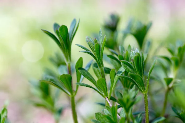 Galium aparine cleavers, clivers, goosegrass, catchweed, stickyweed, robin-run-the-hedge, appiccicoso willy, salice appiccicoso, stickyjack, stickeljack, ed erba grip — Foto Stock