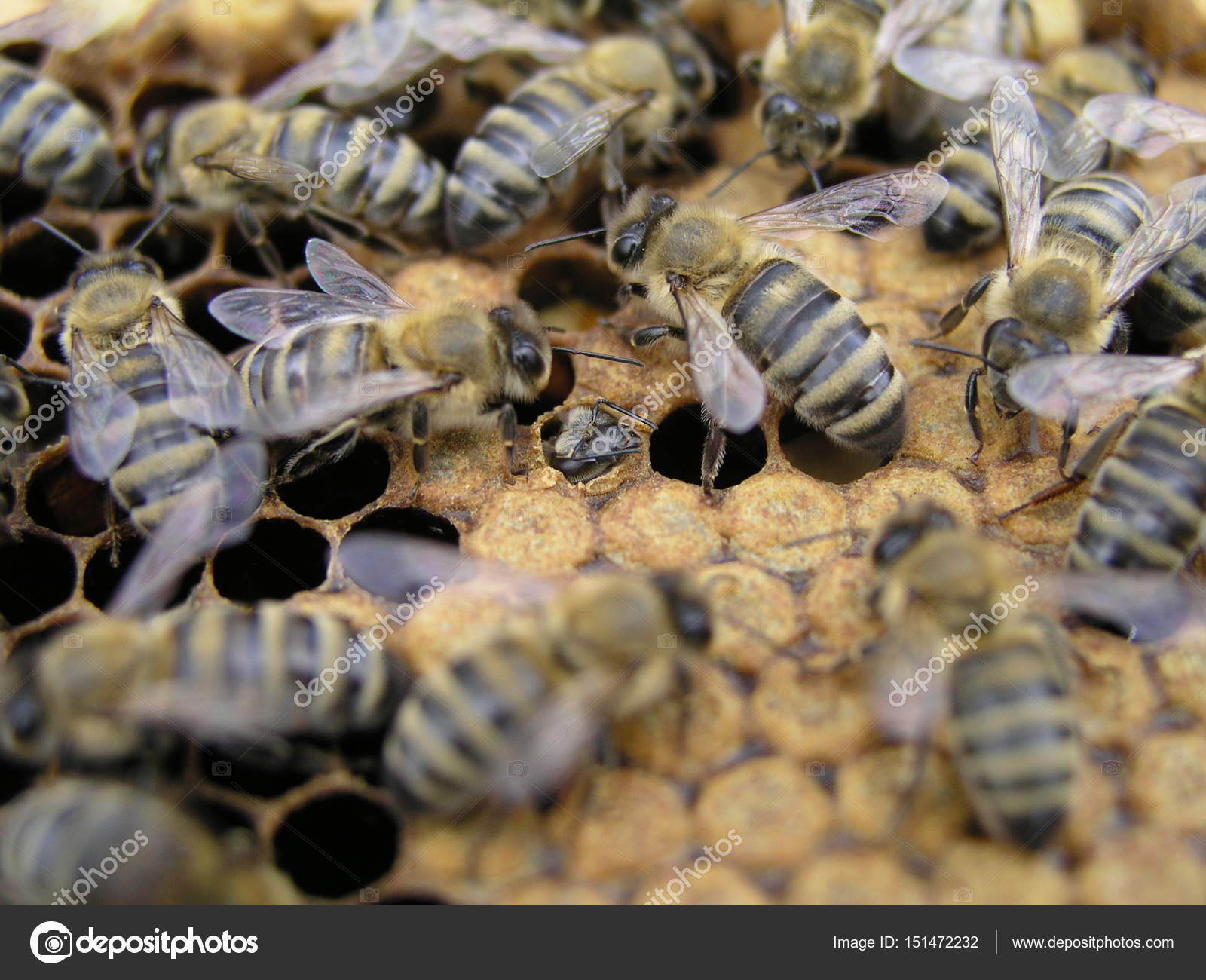 Why don't we see baby bees? - Quora