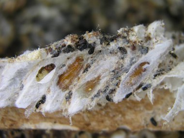 Balmumu güve larva virüslü bir arı üzerinde iç içe. Arılar balmumu güve ile hasta ailedir.