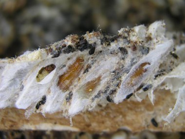 Wax moth larvae on an infected bee nest. The family of bees is sick with a wax moth. clipart