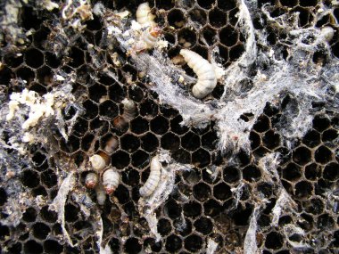 Balmumu güve larva virüslü bir arı üzerinde iç içe. Arılar balmumu güve ile hasta ailedir.