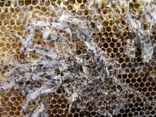 Wachsmottenlarven an einem infizierten Bienennest. die Familie der Bienen ist an der Wachsmotte erkrankt. — Stockfoto