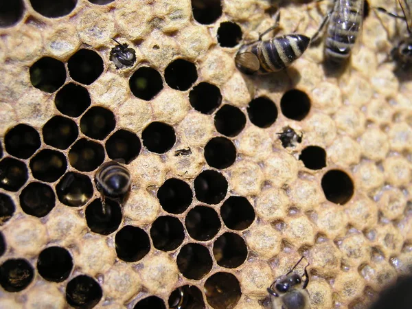 Colonia de abejas en el caldo en el marco con una cría sellada, polen — Foto de Stock