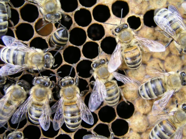 Colonia de abejas en el caldo en el marco con una cría sellada, polen —  Fotos de Stock