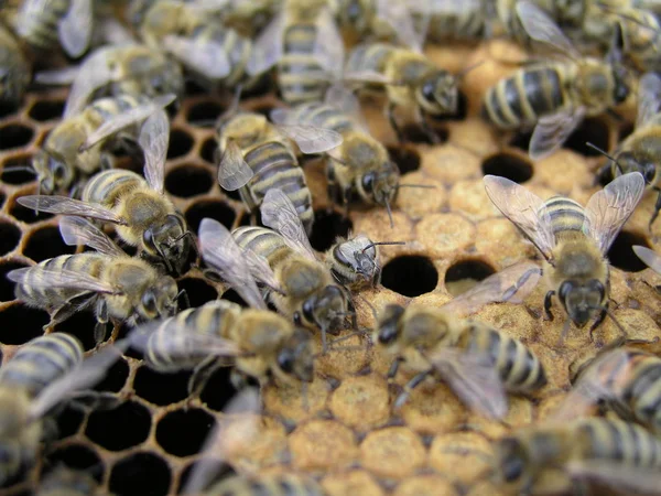 Inseminación artificial de las abejas en el colmenar del apicultor . —  Fotos de Stock