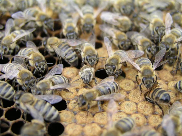 Inseminación artificial de las abejas en el colmenar del apicultor . —  Fotos de Stock