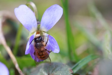 Osmia rufa veya Osmia bicornis, kırmızı mason arı - Viola odorata veya ahşap Menekşe, tatlı, İngilizce, ortak, çiçekçi'nın veya Bahçe Menekşe, Banafsa, Banafsha veya Banaksa üzerinde yabani arı.
