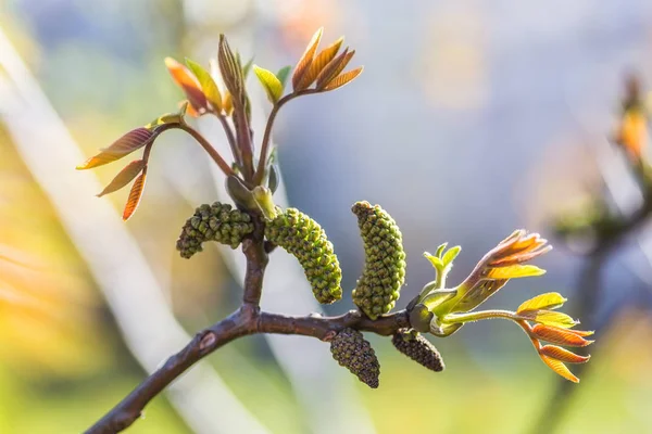 Ceviz blooms. Ceviz genç yaprakları ve önümüzdeki bir şehir arka planda. Ceviz ağacının dalını üzerinde çiçek
