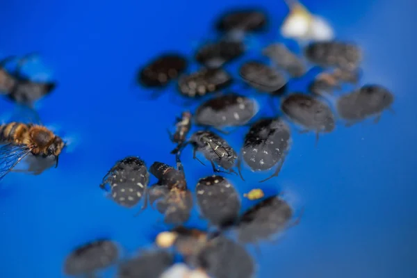 Epicometis hirta Alleculid beetle Tropinota Epicometis hirta Scarabaeidae caído en el agua, vertido en un cubo azul. Lucha contra las plagas de plantas frutales . —  Fotos de Stock
