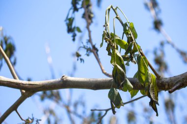 Genç yaprakları ceviz bahar frosts sonra donmuş. Bitkiler keskin soğuk dalgası sonra. Ölü bitkiler frost sonra parçaları.