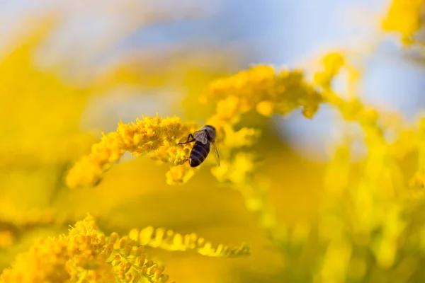 Solidago, varilla de oro flores amarillas en verano. Abeja solitaria se sienta en una varilla de oro de floración amarilla y recoge el néctar — Foto de Stock