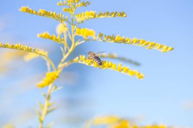 Solidago, altın başak sarı çiçekler yazın. Yalnız arı sarı çiçekli altın başak üzerinde oturur ve nektar toplar