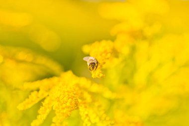 Solidago, altın başak sarı çiçekler yazın. Yalnız arı sarı çiçekli altın başak üzerinde oturur ve nektar toplar