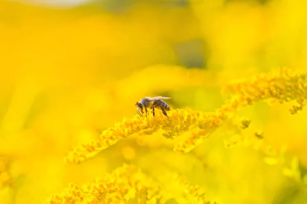 Zlatobýl Zlatobýl žluté květy v létě. Osamělý bee sedí na žlutě kvetoucí žlutou a sbírá nektar — Stock fotografie