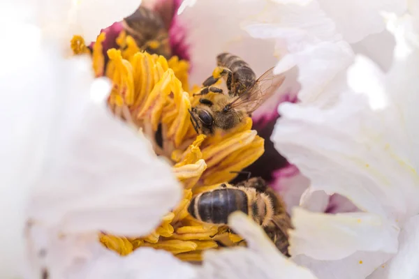 Bienen sammeln Pollen von Paeonia suffruticosa, Baum-Pfingstrose oder Paeony-Blume. — Stockfoto